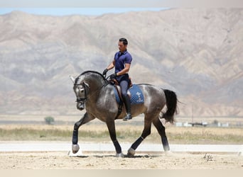 PRE Mix, Stallion, 12 years, 17 hh, Grey