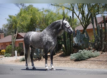 PRE Mix, Stallion, 12 years, Grey