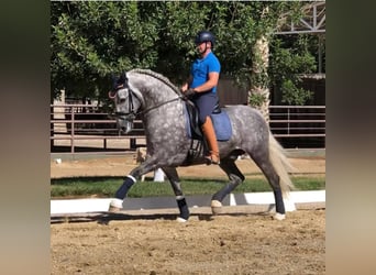PRE Mix, Stallion, 12 years, Grey