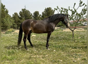 PRE, Stallion, 13 years, 15.2 hh, Dun