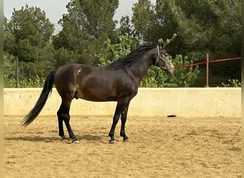 PRE, Stallion, 13 years, 15.2 hh, Dun