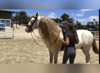 PRE, Stallion, 13 years, 15.2 hh, Perlino