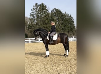PRE Mix, Stallion, 13 years, 16.1 hh, Black
