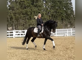 PRE Mix, Stallion, 13 years, 16.1 hh, Black