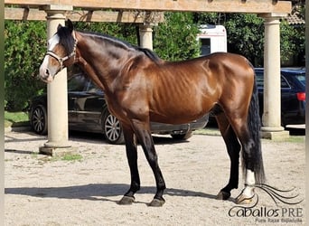 PRE Mix, Stallion, 13 years, 16.1 hh, Brown
