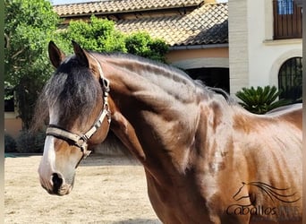 PRE Mix, Stallion, 13 years, 16.1 hh, Brown