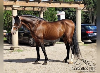 PRE Mix, Stallion, 13 years, 16.1 hh, Brown