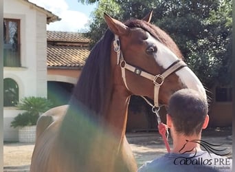 PRE Mix, Stallion, 13 years, 16.1 hh, Brown