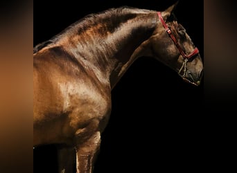 PRE Mix, Stallion, 13 years, 16,1 hh, Chestnut