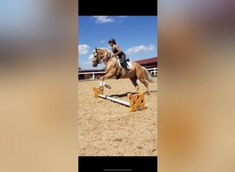 PRE Mix, Stallion, 13 years, 16.1 hh, Palomino