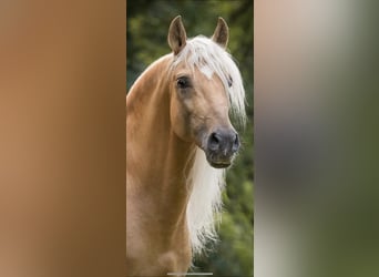 PRE Mix, Stallion, 13 years, 16.1 hh, Palomino