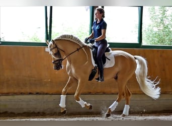 PRE Mix, Stallion, 13 years, 16.1 hh, Palomino