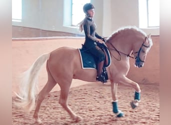 PRE Mix, Stallion, 13 years, 16.1 hh, Palomino