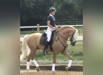 PRE Mix, Stallion, 13 years, 16.1 hh, Palomino