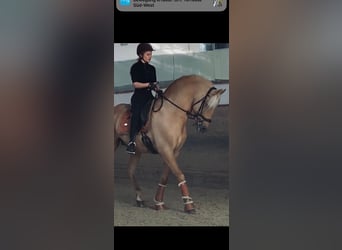 PRE Mix, Stallion, 13 years, 16.1 hh, Palomino