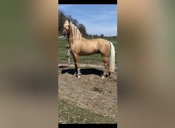 PRE Mix, Stallion, 13 years, 16.1 hh, Palomino