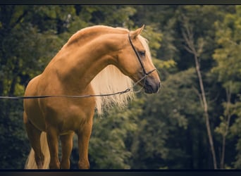 PRE Mix, Stallion, 13 years, 16.1 hh, Palomino
