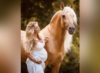 PRE Mix, Stallion, 13 years, 16.1 hh, Palomino