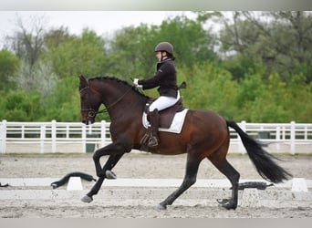 PRE, Stallion, 13 years, 16.2 hh, Bay-Dark