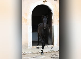 PRE, Stallion, 13 years, 16,2 hh, Brown