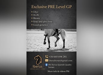 PRE Mix, Stallion, 13 years, 16.2 hh, Grey