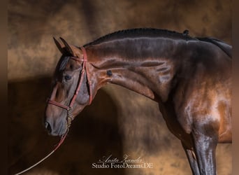 PRE, Stallion, 13 years, 16.3 hh, Bay