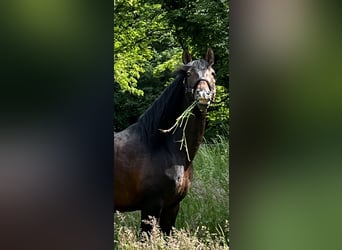 PRE, Stallion, 13 years, 16.3 hh, Bay