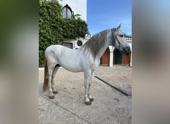 PRE, Stallion, 13 years, 16,3 hh, Gray