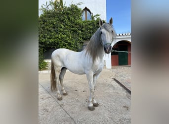 PRE, Stallion, 13 years, 16,3 hh, Gray