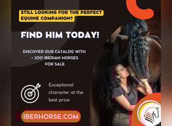 PRE Mix, Stallion, 13 years, 16 hh, Gray