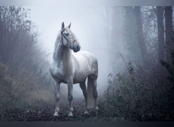 PRE, Stallion, 13 years, 16 hh, Grey