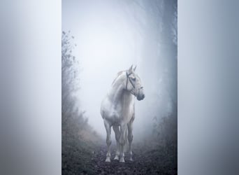 PRE, Stallion, 13 years, 16 hh, Grey