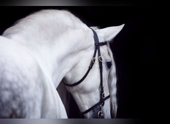 PRE, Stallion, 13 years, 16 hh, Grey