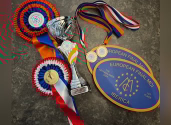 PRE Mix, Stallion, 13 years, 16 hh, White