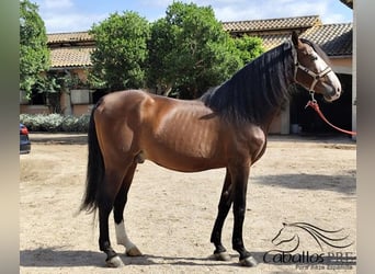 PRE Mix, Stallion, 13 years, 16,1 hh, Brown