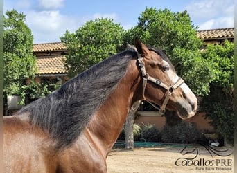 PRE Mix, Stallion, 13 years, 16,1 hh, Brown
