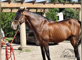 PRE Mix, Stallion, 13 years, 16,1 hh, Brown