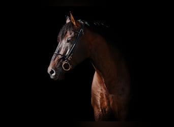 PRE, Stallion, 13 years, 16,2 hh, Bay-Dark