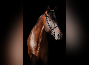 PRE, Stallion, 13 years, 16,2 hh, Bay-Dark