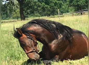 PRE, Stallion, 13 years, 16,3 hh, Bay