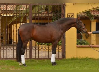 PRE, Stallion, 13 years, 16,3 hh, Bay