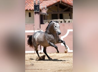 PRE, Stallion, 13 years, 17 hh, Grey
