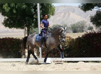 PRE, Stallion, 13 years, 17 hh, Grey