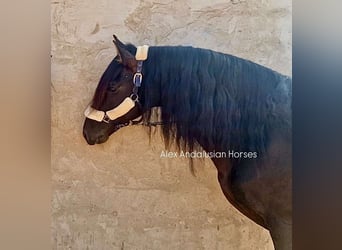 PRE Mix, Stallion, 14 years, 15,2 hh, Black