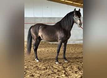 PRE, Stallion, 14 years, 15,2 hh, Dun