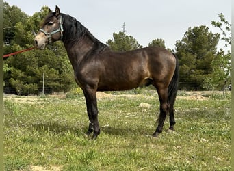 PRE, Stallion, 14 years, 15,2 hh, Dun