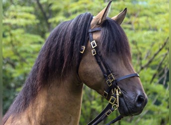 PRE Mix, Stallion, 14 years, 15,2 hh, Buckskin