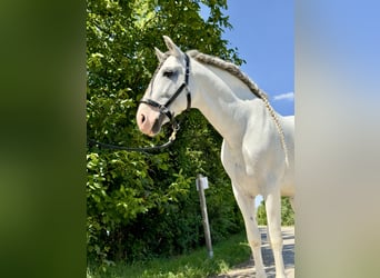 PRE, Stallion, 14 years, 16,1 hh, Gray