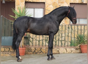 PRE, Stallion, 14 years, 16.1 hh, Smoky-Black