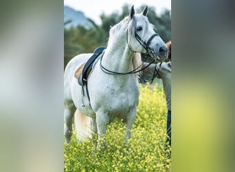 PRE Mix, Stallion, 14 years, 16,2 hh, Gray-Dapple